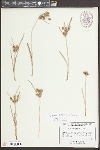 Cyperus retrorsus image