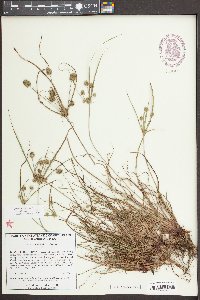 Cyperus retrorsus image