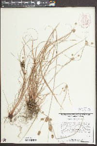 Cyperus retrorsus image