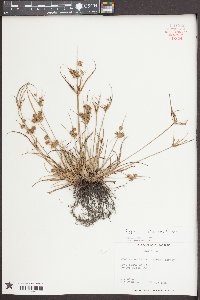 Cyperus retrorsus image