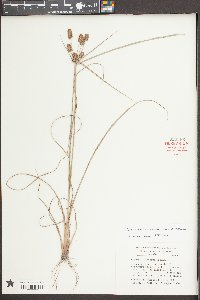 Cyperus retrorsus image