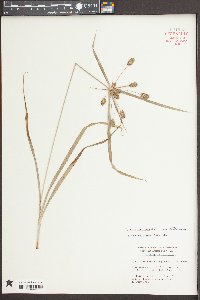 Cyperus retrorsus image