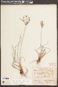 Cyperus retrorsus image