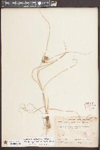 Cyperus retrorsus image