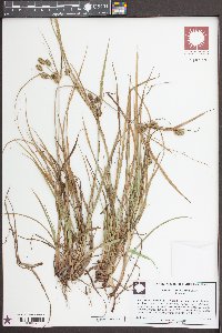 Cyperus retrorsus image