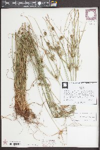 Cyperus retrorsus image