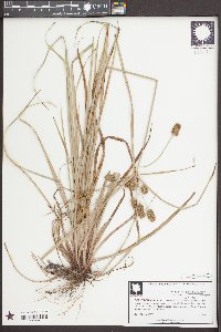 Cyperus retrorsus image