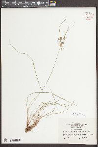 Cyperus retrorsus image