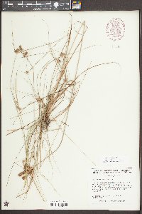 Cyperus retrorsus image