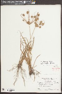 Cyperus retrorsus image