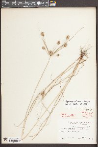 Cyperus retrorsus image