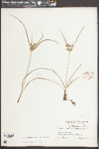 Cyperus retrorsus image