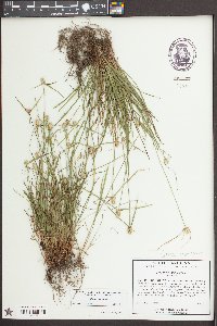 Kyllinga odorata image