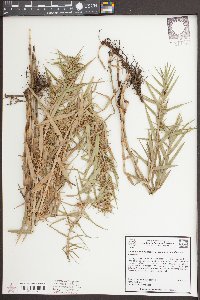 Dulichium arundinaceum var. arundinaceum image
