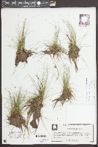 Eleocharis baldwinii image