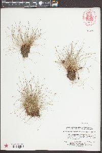 Eleocharis baldwinii image