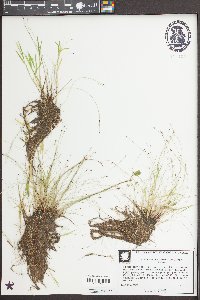 Eleocharis baldwinii image