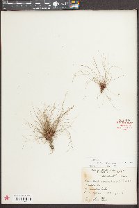 Eleocharis baldwinii image