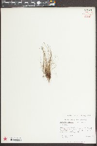 Eleocharis baldwinii image