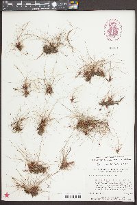 Eleocharis baldwinii image