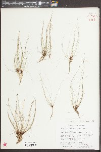 Eleocharis baldwinii image