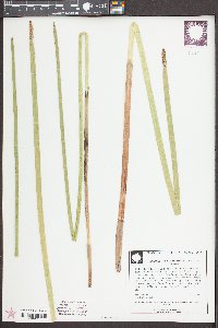 Eleocharis equisetoides image