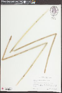 Eleocharis equisetoides image