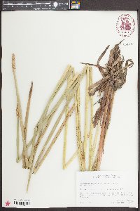 Eleocharis equisetoides image