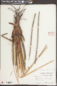 Eleocharis equisetoides image