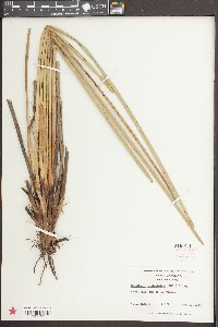 Eleocharis equisetoides image