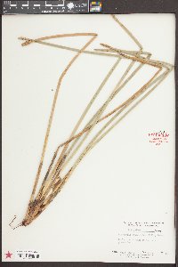 Eleocharis equisetoides image