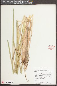 Eleocharis equisetoides image