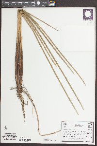 Eleocharis equisetoides image