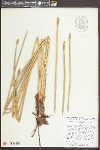 Eleocharis equisetoides image