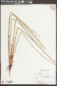 Eleocharis equisetoides image