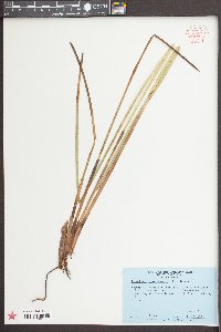 Eleocharis equisetoides image