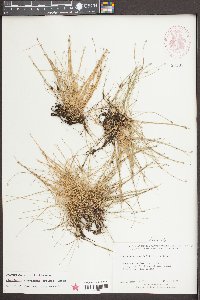 Eleocharis flavescens image