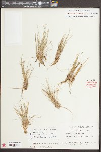 Eleocharis olivacea image