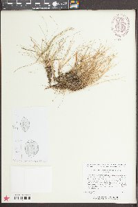 Eleocharis flavescens image