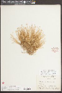 Eleocharis flavescens image