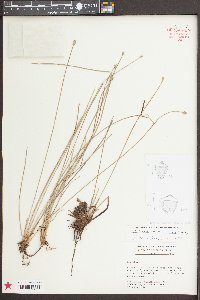 Eleocharis melanocarpa image