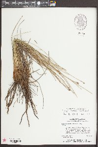 Eleocharis melanocarpa image