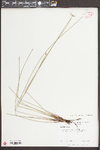 Eleocharis melanocarpa image