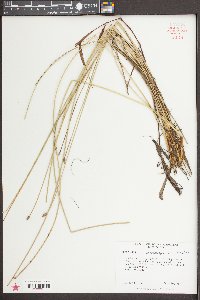 Eleocharis melanocarpa image