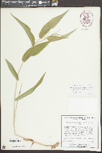 Dichanthelium boscii image