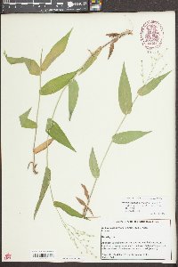 Dichanthelium boscii image