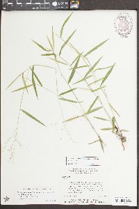 Dichanthelium dichotomum var. dichotomum image