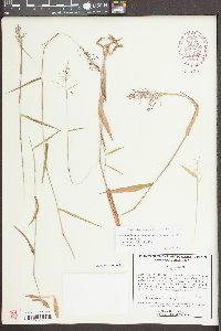 Dichanthelium dichotomum var. dichotomum image