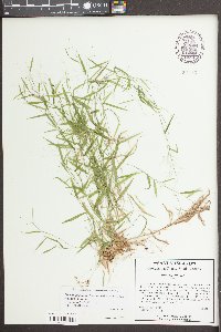 Dichanthelium dichotomum var. dichotomum image