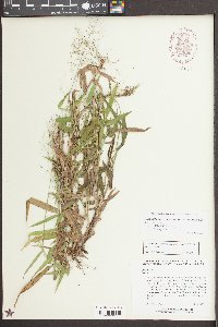 Dichanthelium dichotomum var. ramulosum image